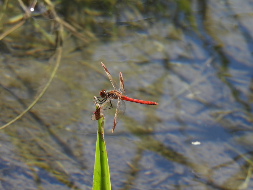 Sympetrum pedemontanum - szalagos katona-szitakötő