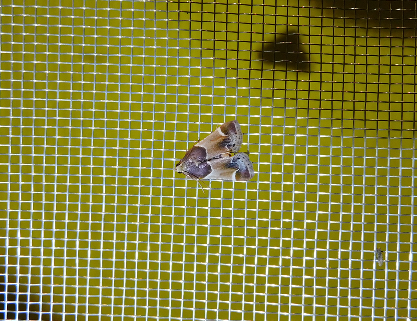 Pyralis farinalis - lisztilonca