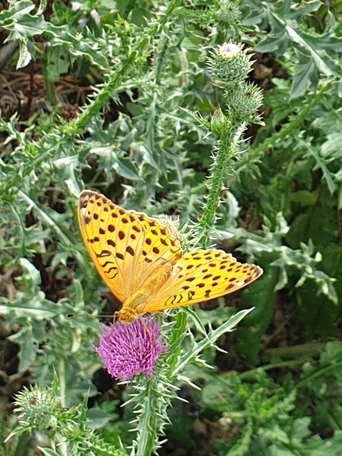 Argynnis laodice - keleti gyöngyházlepke