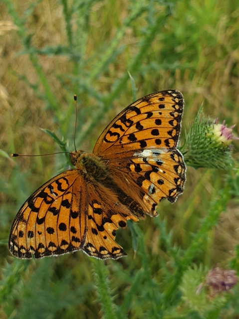 Argynnis aglaja - kerekfoltú gyöngyházlepke