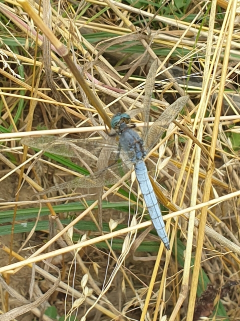 Orthetrum coerulescens - karcsú pásztorszitakötő