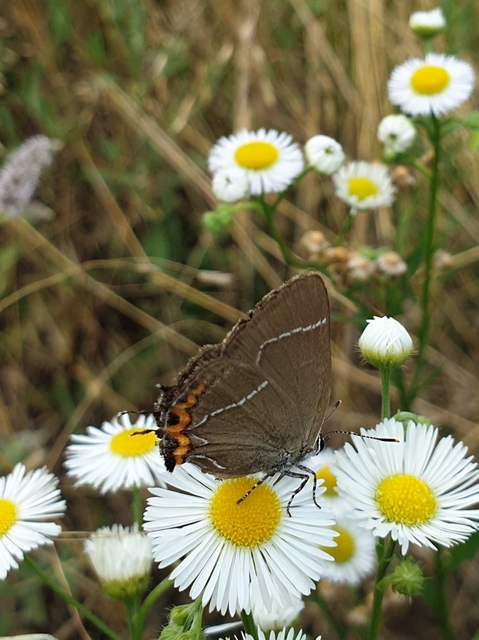 Satyrium w-album - szilfa-csücsköslepke