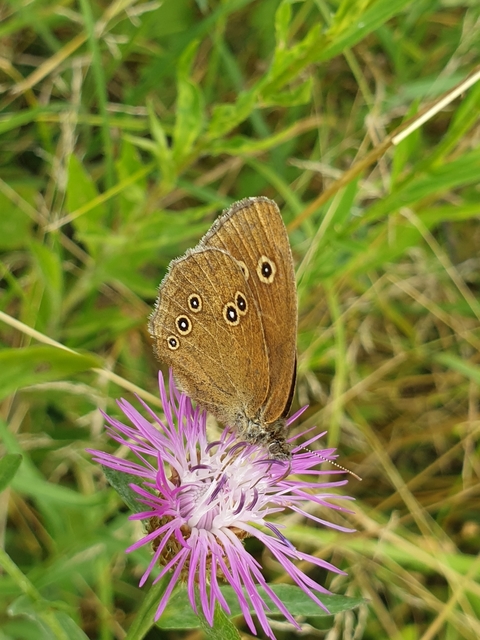 Aphantopus hyperanthus - közönséges ökörszemlepke