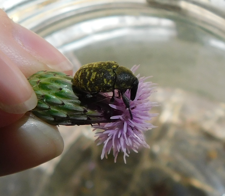 Larinus turbinatus - kúposorrú púderbarkó