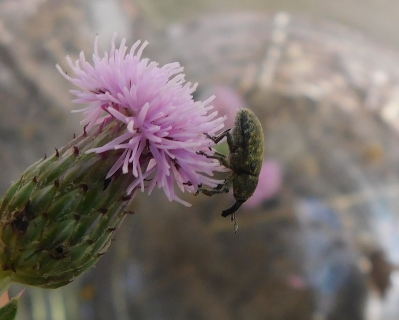 Larinus carlinae - foltos púderbarkó