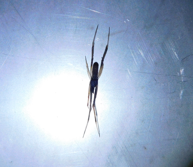 Episinus truncatus - csonka törpepók
