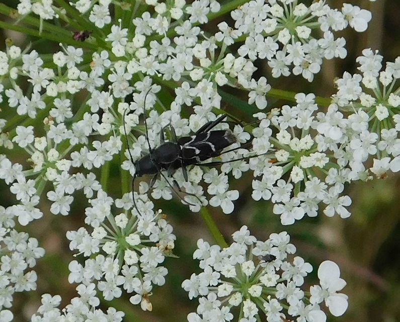 Chlorophorus sartor - feketevállú darázscincér