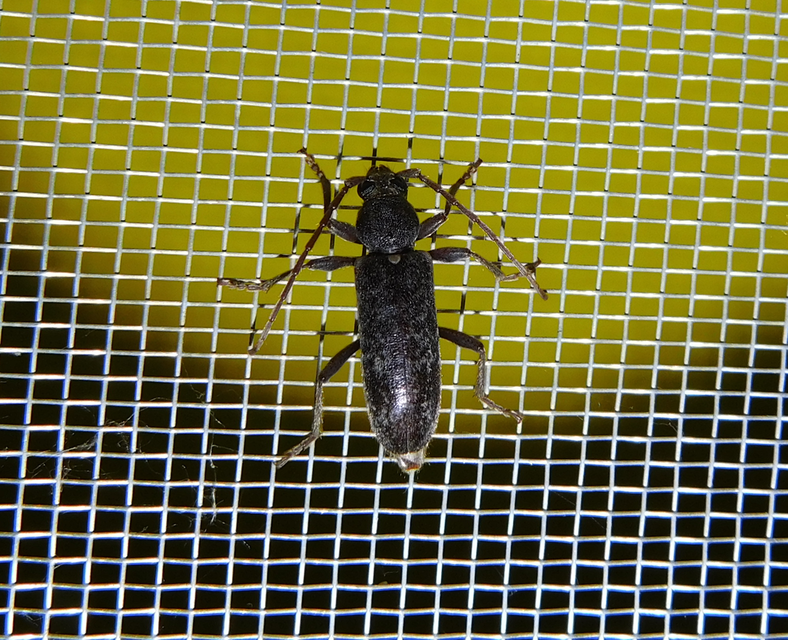 Trichoferus campestris - szállóvendég éjicincér