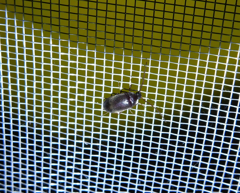 Hymenalia rufipes - rőtlábú alkonybogár