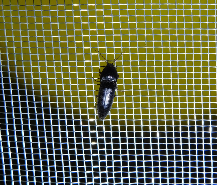 Melanotus