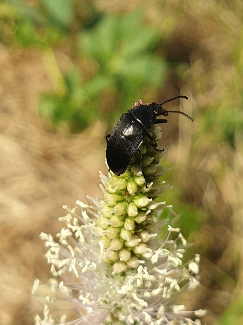 Podonta nigrita - szerecsenbogár