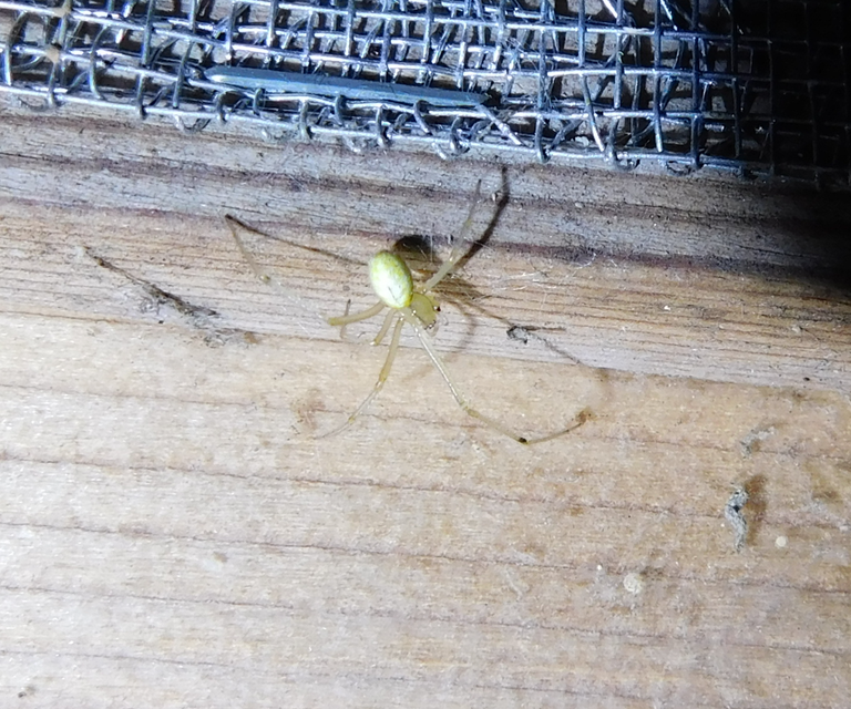 Enoplognatha ovata/latimana