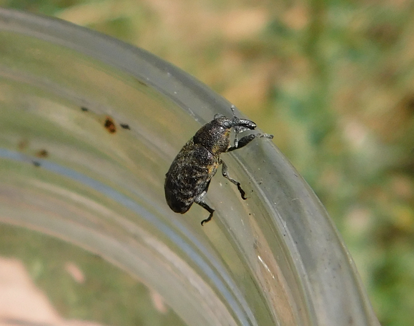 Larinus carlinae - foltos púderbarkó