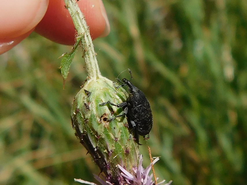 Larinus carlinae - foltos púderbarkó