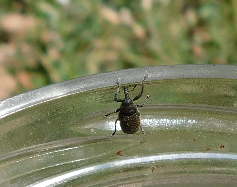 Larinus carlinae - foltos púderbarkó