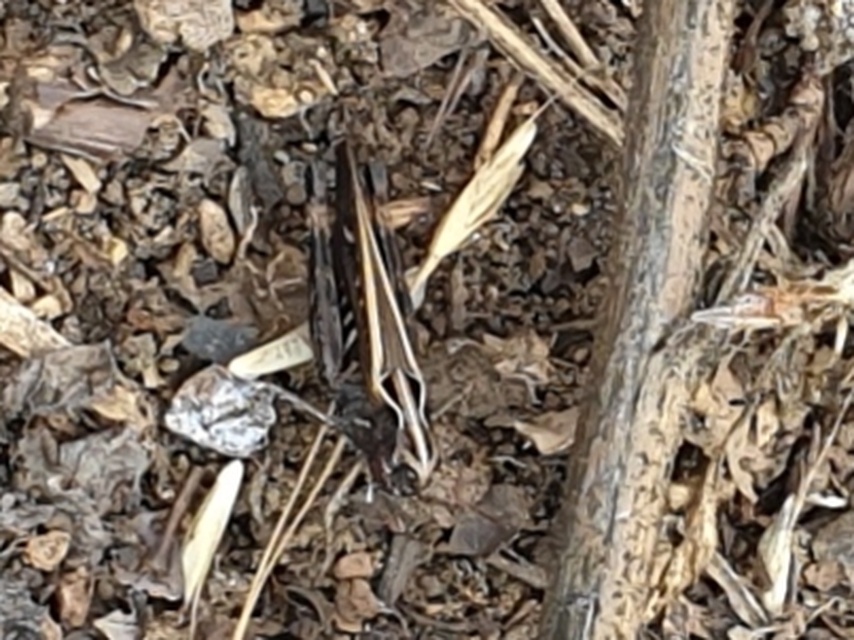 Omocestus haemorrhoidalis - barna tarlósáska