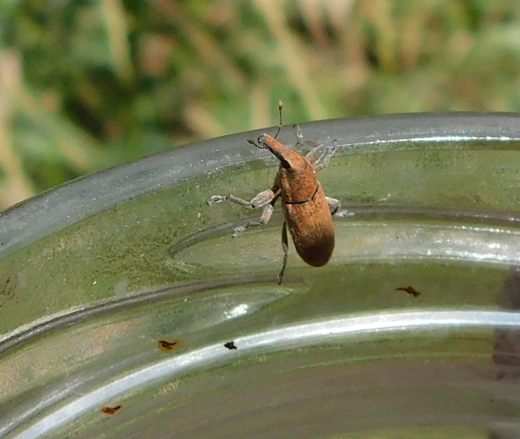 Lixus ochraceus - retek-dudvabarkó