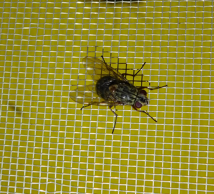 Muscidae - igazi legyek