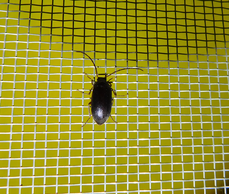 Hymenalia rufipes - rőtlábú alkonybogár