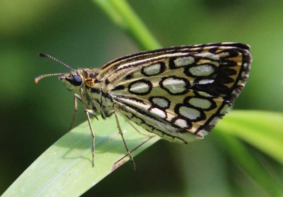 Heteropterus morpheus - tükrös busalepke