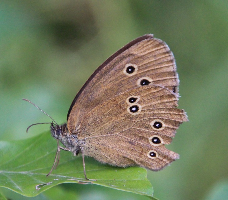Aphantopus hyperanthus - közönséges ökörszemlepke