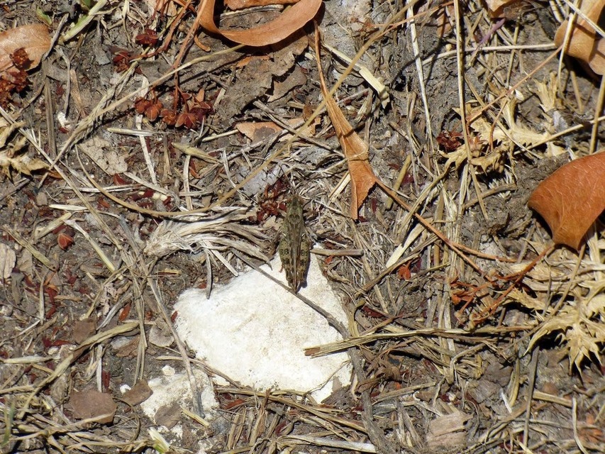 Calliptamus italicus - olaszsáska