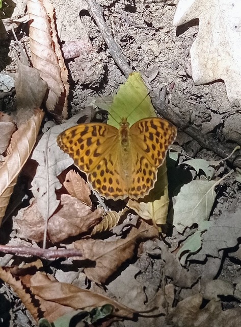 Argynnis paphia - nagy gyöngyházlepke