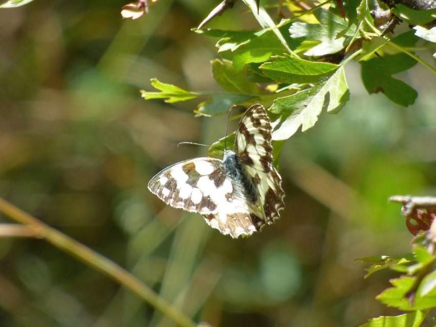 Melanargia galathea - sakktáblalepke