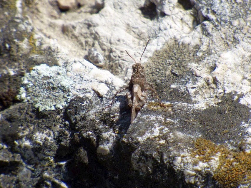Oedipoda caerulescens - kékszárnyú sáska