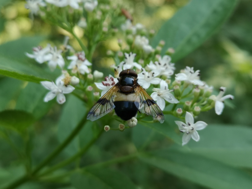 Volucella pellucens - üvegpotrohú pihelégy