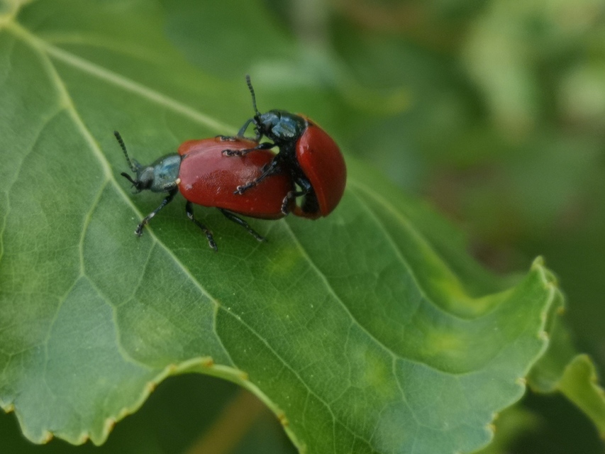 Chrysomela