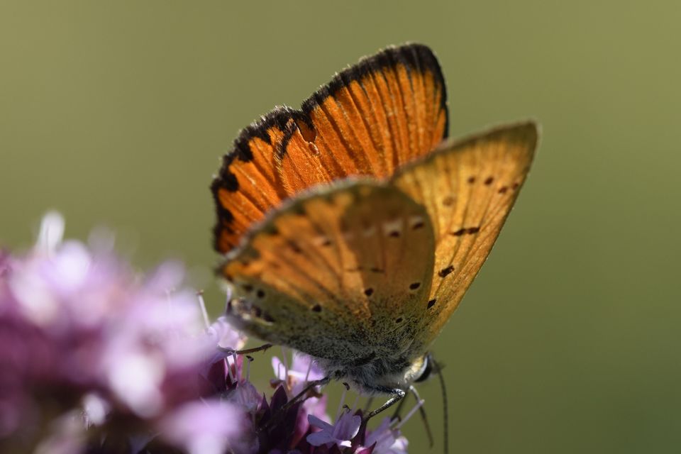 Lycaena virgaureae - arany-tűzlepke