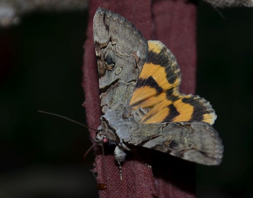 Catocala hymenaea - kökény-övesbagoly