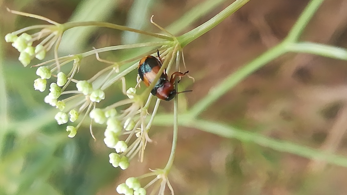 Coptocephala unifasciata - sárgalábú hullóbogár
