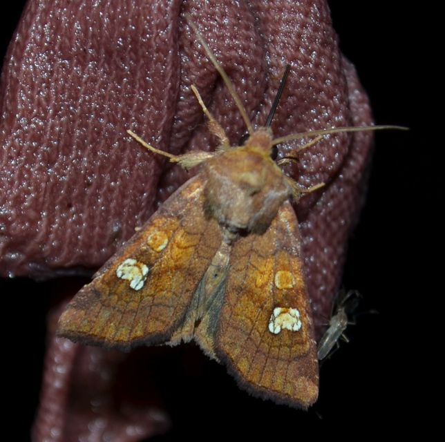 Amphipoea oculea - nagyfoltú lápibagoly
