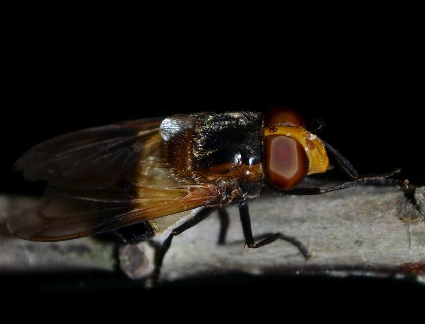 Volucella pellucens - üvegpotrohú pihelégy