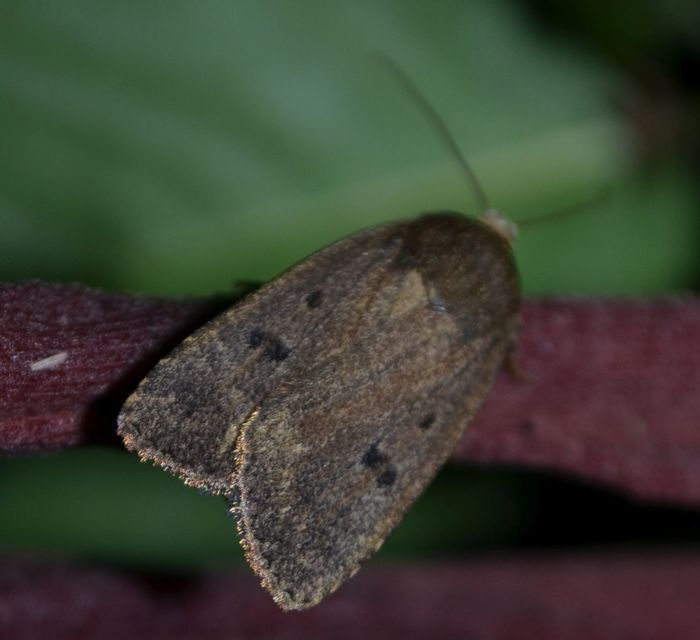 Amphipyra tragopoginis - bakszakállbagoly