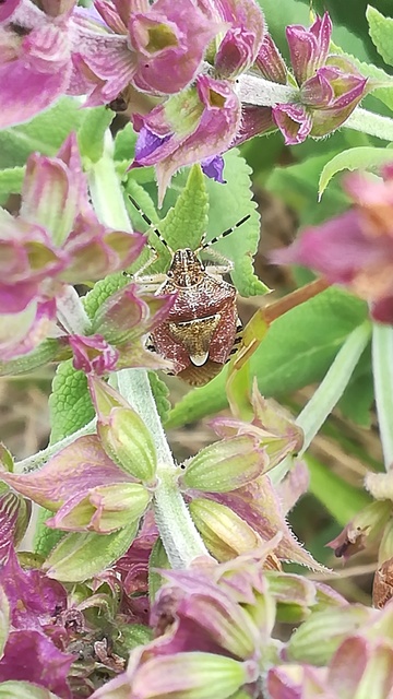Dolycoris baccarum - közönséges bogyómászó-poloska