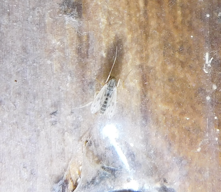 Chironomini