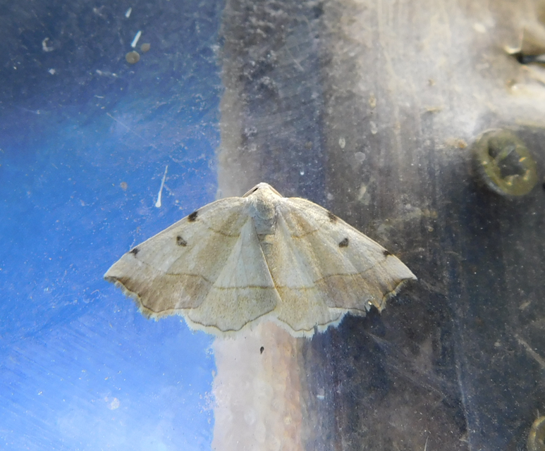 Eilicrinia trinotata - háromjegyű araszoló