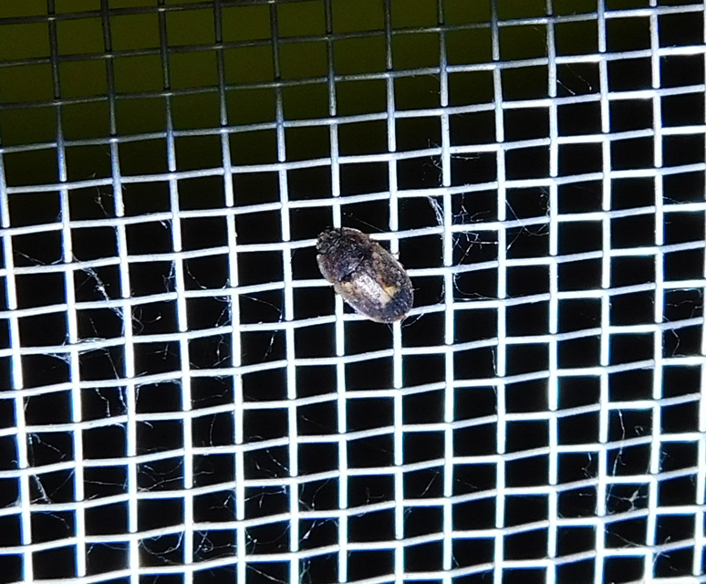 Soronia grisea - pettyegetett fénybogár