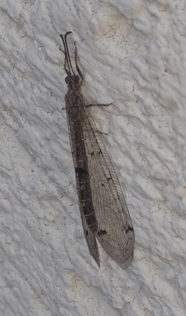 Distoleon tetragrammicus - négyfoltos hangyaleső