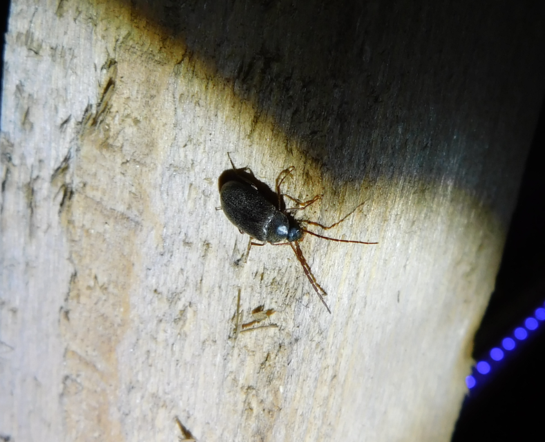 Hymenalia rufipes - rőtlábú alkonybogár
