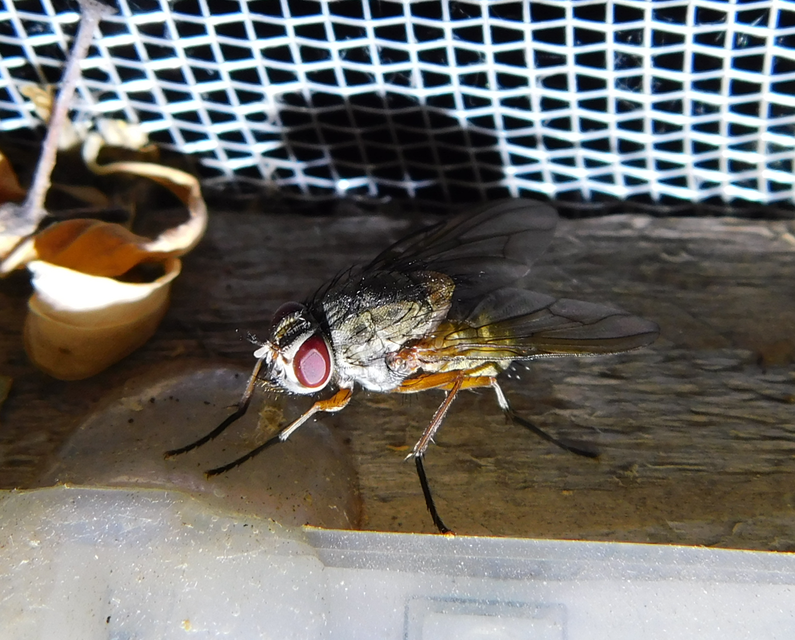 Phaonia valida