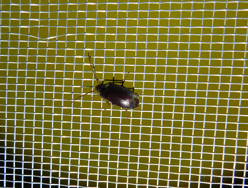 Hymenalia rufipes - rőtlábú alkonybogár