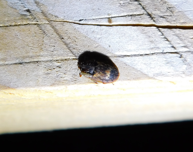 Soronia grisea - pettyegetett fénybogár