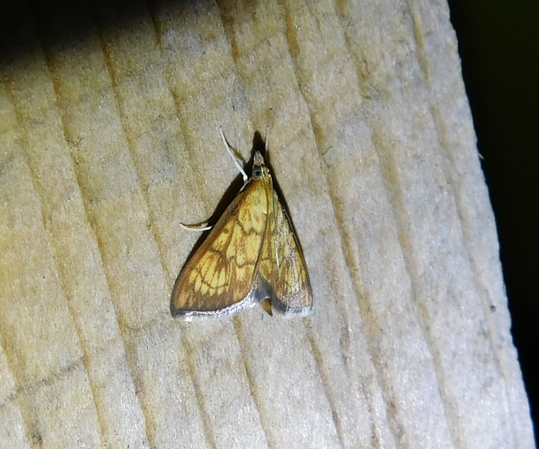 Ecpyrrhorrhoe rubiginalis - rozsdavörös tűzmoly