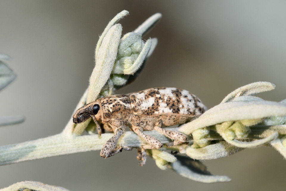 Cyphocleonus dealbatus - márványos barkó