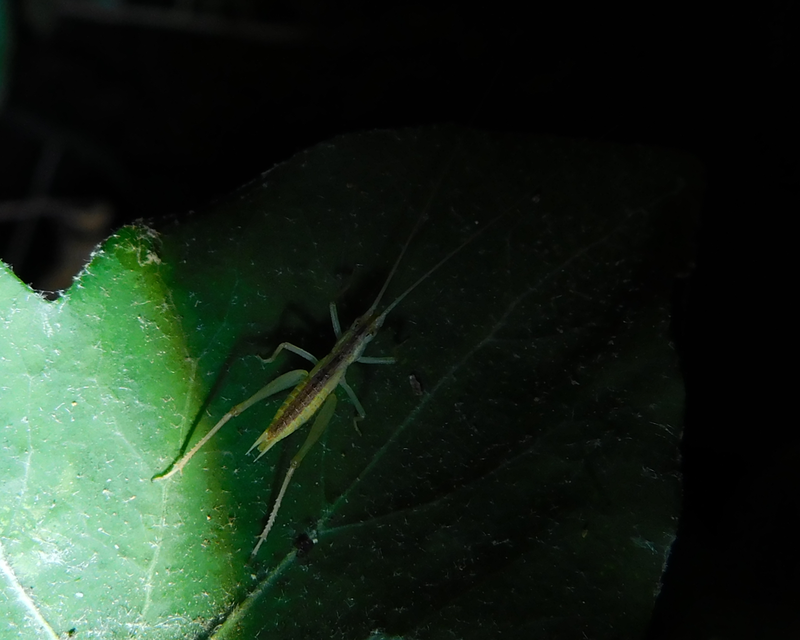 Oecanthus pellucens - pirregőtücsök