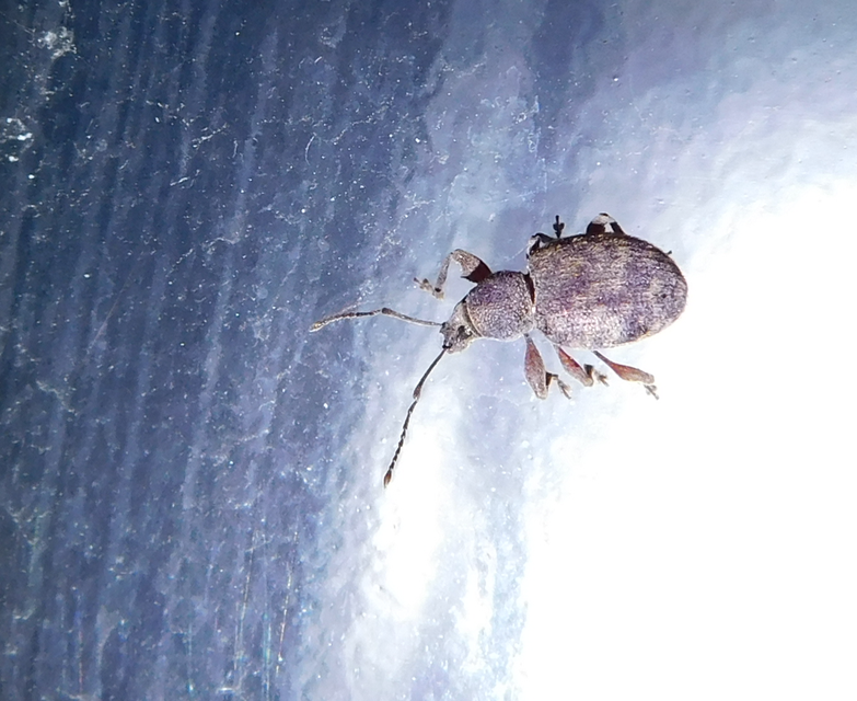 Otiorhynchus hystrix - sörtés gyalogormányos